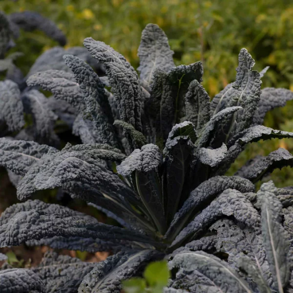 Black Magic Kale 6 pack