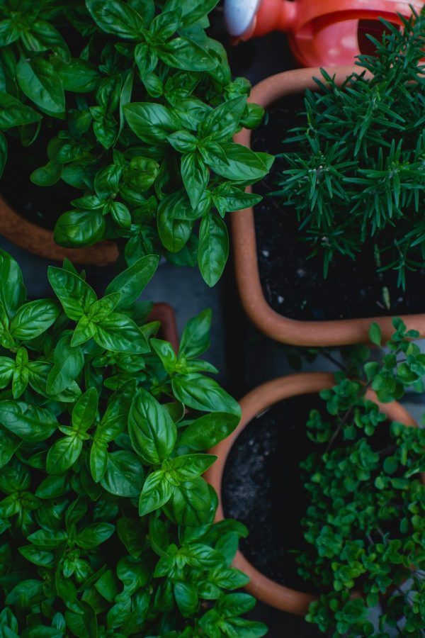 Herb Garden