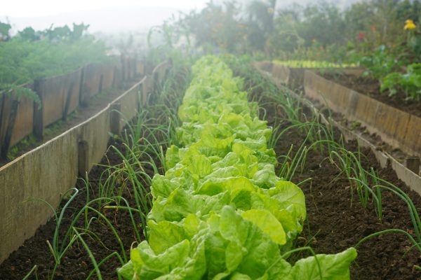 Salad Garden