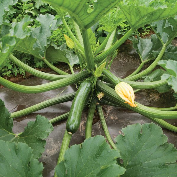 Green Machine Squash 3.5" pot