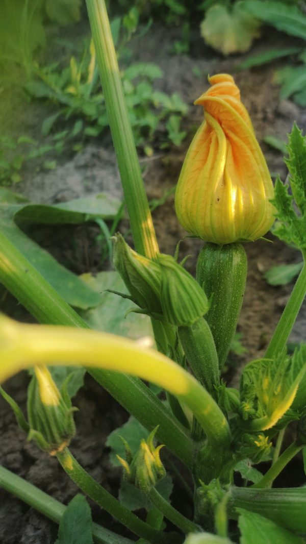 Summer Squash Collection