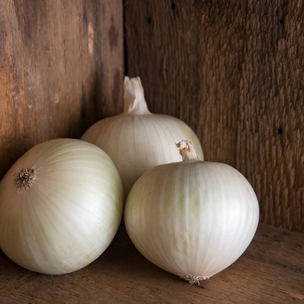 Sierra Blanca Onion Starts 3.5 pot