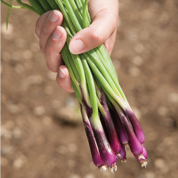 Deep Purple Bunching Onion 3.5" pot