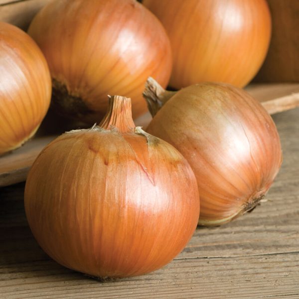 Patterson Onion Starts, 6 pack