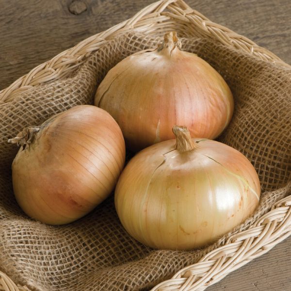 Bridger Onion Starts, 6 pack