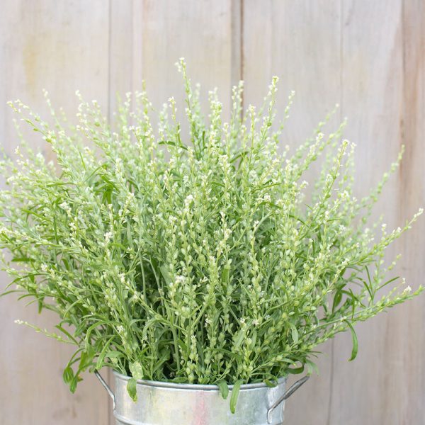 Persian Cress, is it a flower or an herb? 3.5" pot