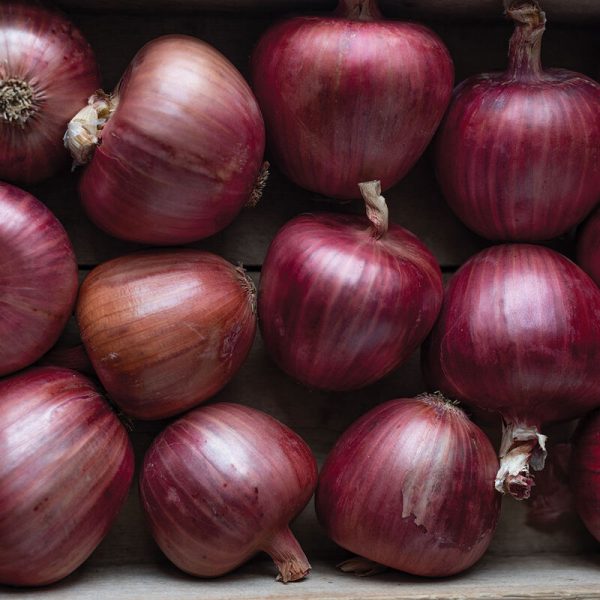 Rossa di Milano Red Onion 6 pack