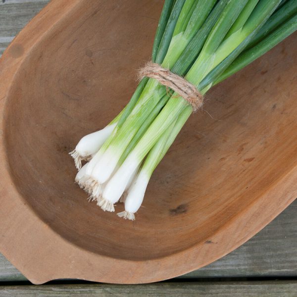 White Bunching Onions 3.5" pot