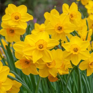 Cornish Dawn Daffodil 10-Pack