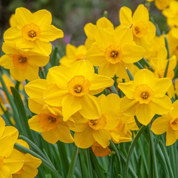 Cornish Dawn Daffodil 10-Pack