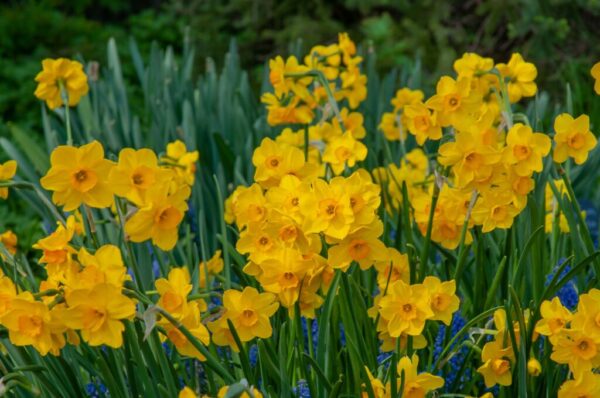 Cornish Dawn Daffodil 10-Pack - Image 3