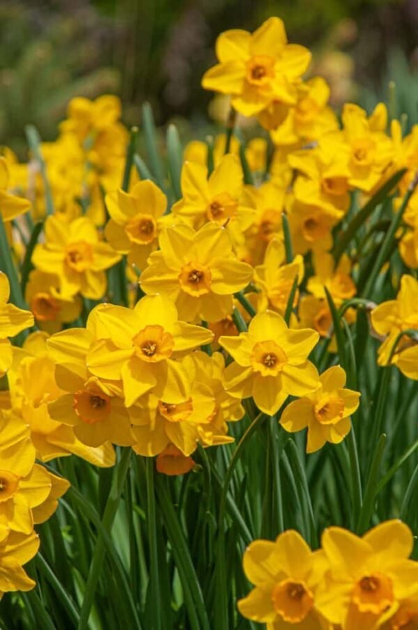 Cornish Dawn Daffodil 10-Pack - Image 2