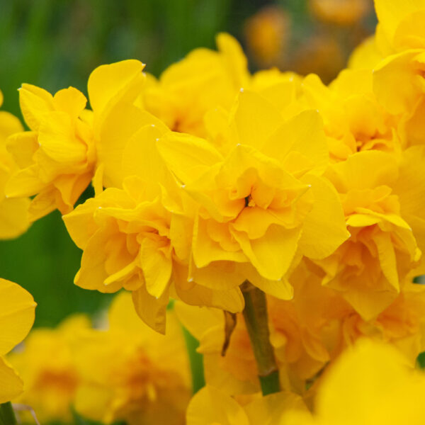 Golden Delicious Daffodil 10-Pack