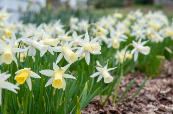 Elka Daffodil 10-Pack - Image 2