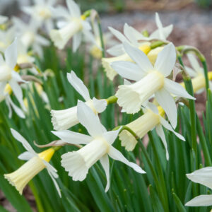 Elka Daffodil 10-Pack
