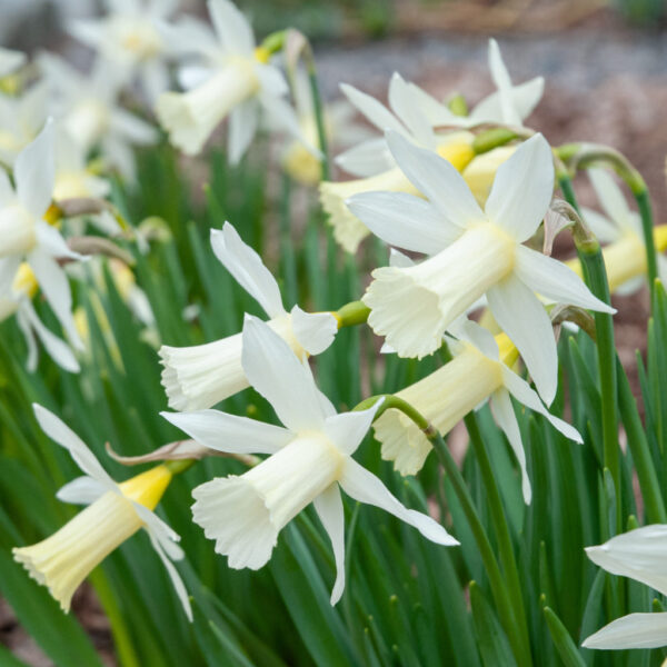 Elka Daffodil 10-Pack