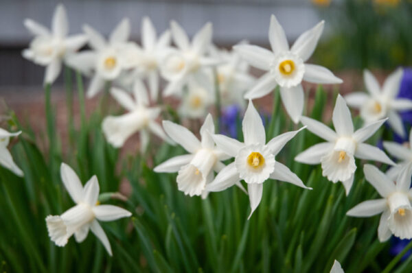 Elka Daffodil 10-Pack - Image 3