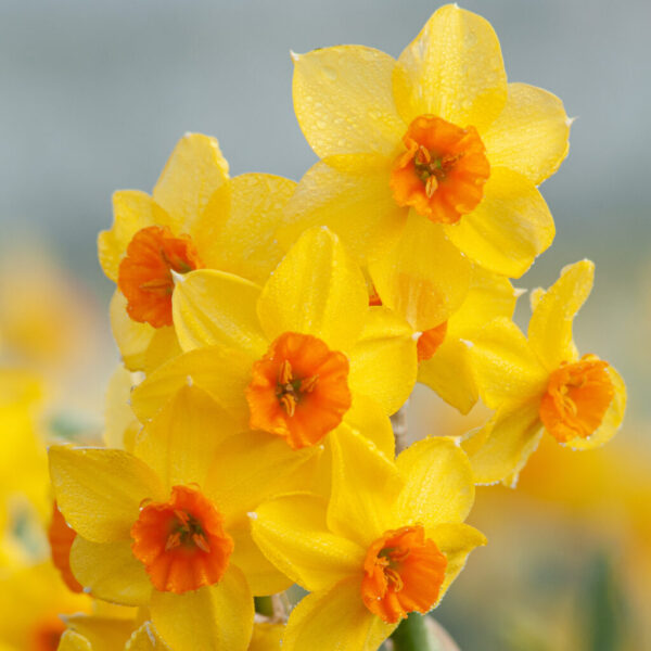 Falconet Daffodil 10-Pack
