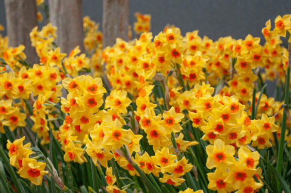 Falconet Daffodil 10-Pack - Image 2