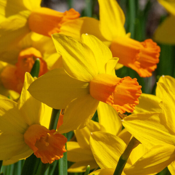 Jetfire Daffodil 10-Pack