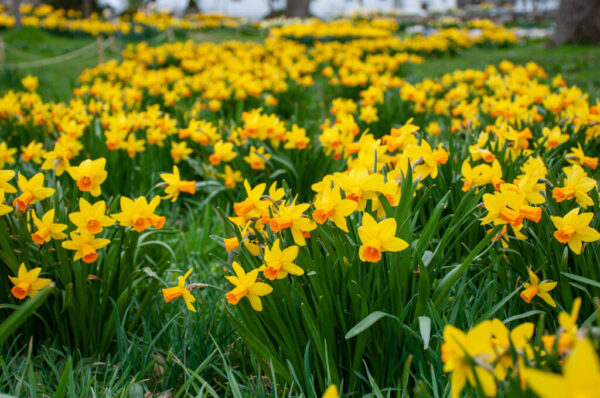 Jetfire Daffodil 10-Pack - Image 2