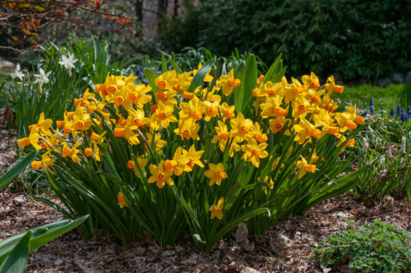 Jetfire Daffodil 10-Pack - Image 3