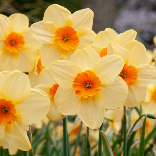 Kedron Daffodil 10-Pack