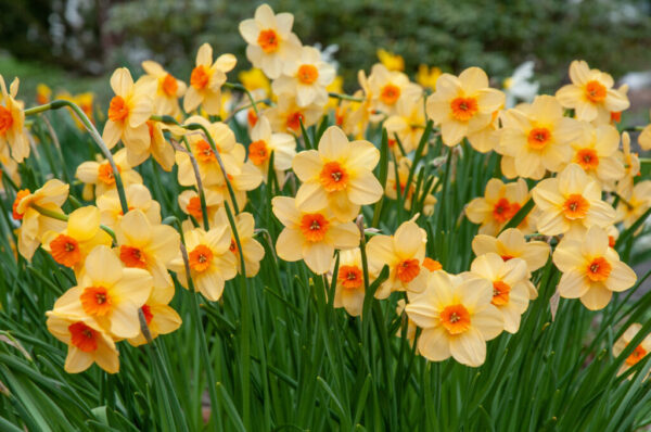 Kedron Daffodil 10-Pack - Image 2