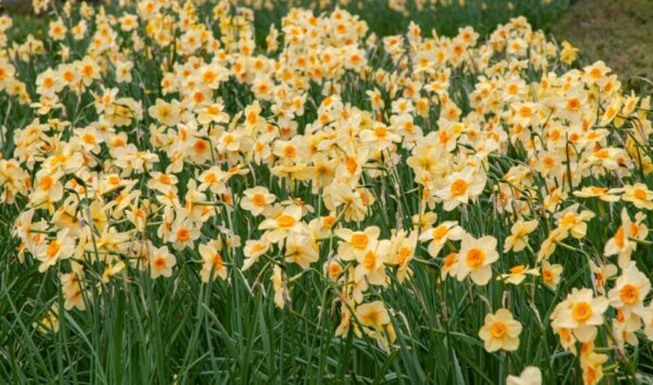 Kedron Daffodil 10-Pack - Image 3