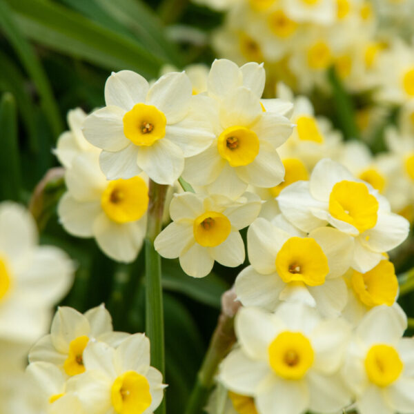 Minnow Daffodil 10-Pack