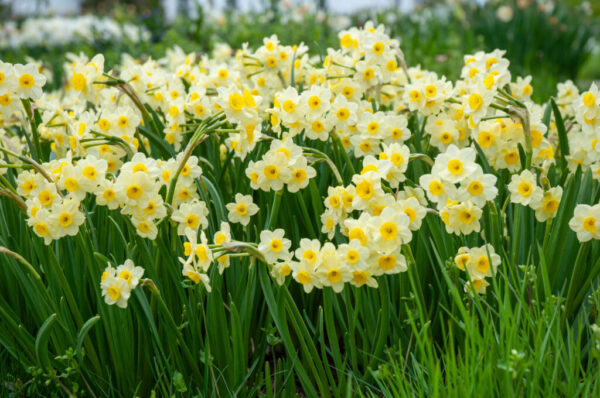Minnow Daffodil 10-Pack - Image 3