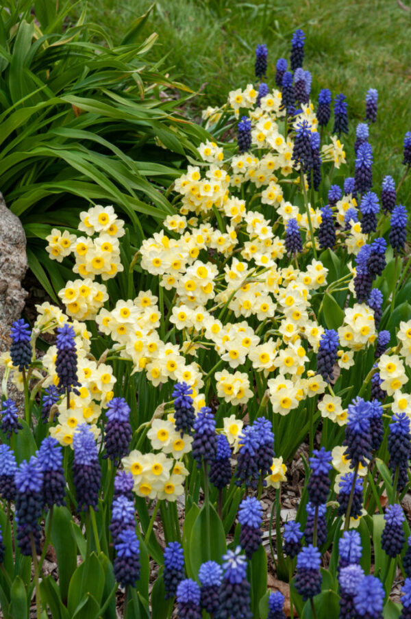 Minnow Daffodil 10-Pack - Image 2