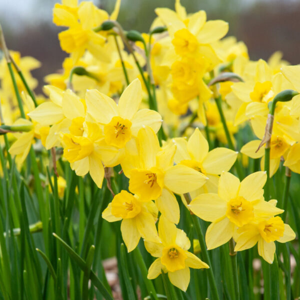 Yellow Sailboat Daffodil 10-Pack