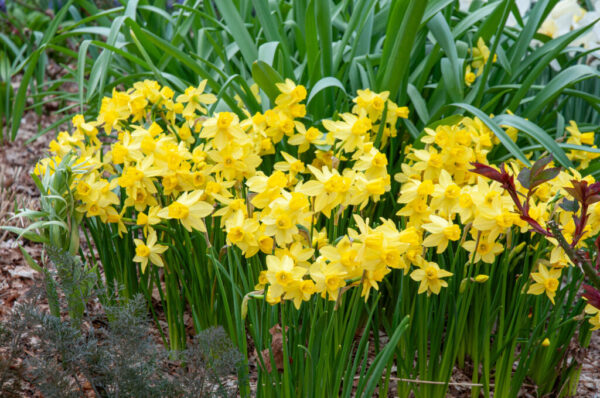 Yellow Sailboat Daffodil 10-Pack - Image 2