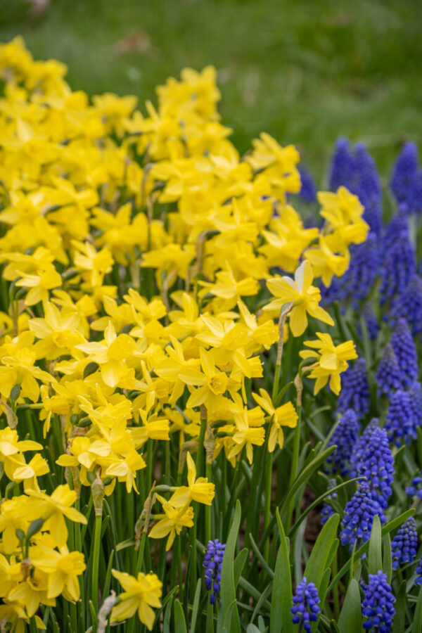 Yellow Sailboat Daffodil 10-Pack - Image 3