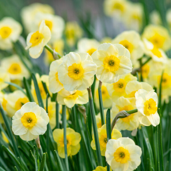 Sun Disc Daffodil 10-Pack
