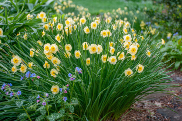 Sun Disc Daffodil 10-Pack - Image 3
