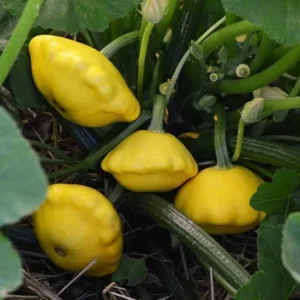 Lemon Sun Patty Pan Summer Squash 3.5" pot