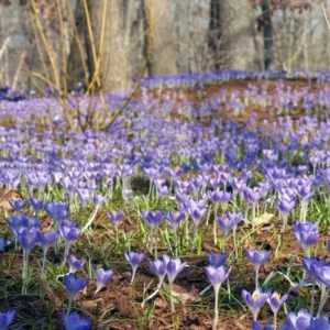 Tommies Crocus 10-Pack (NEW!)