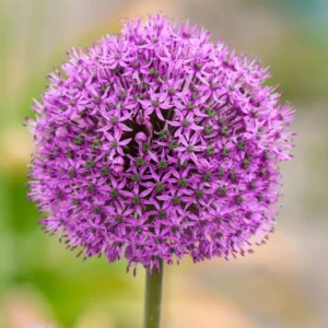 Jackpot Allium 10-Pack (NEW!)